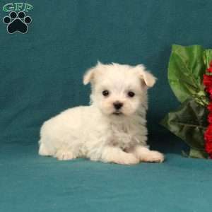 Amedius, Maltese Puppy